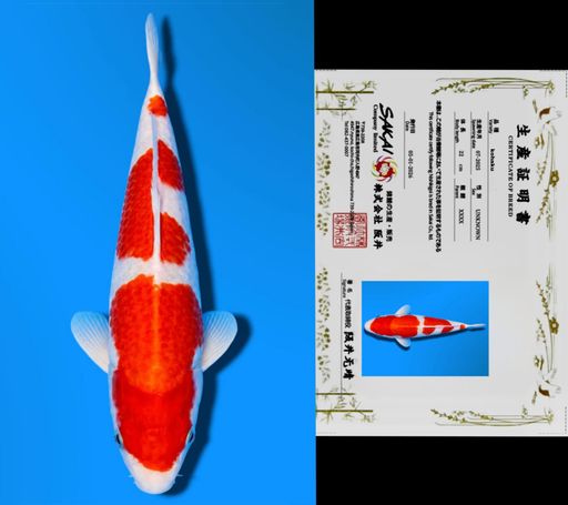 SANDAN KOHAKU SAKAI CO LTD KOI FARM 22cm