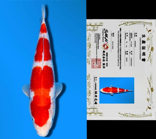SANDAN KOHAKU SAKAI CO LTD KOI FARM 23cm