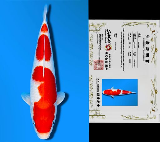 KOHAKU SAKAI CO LTD KOI FARM 23cm