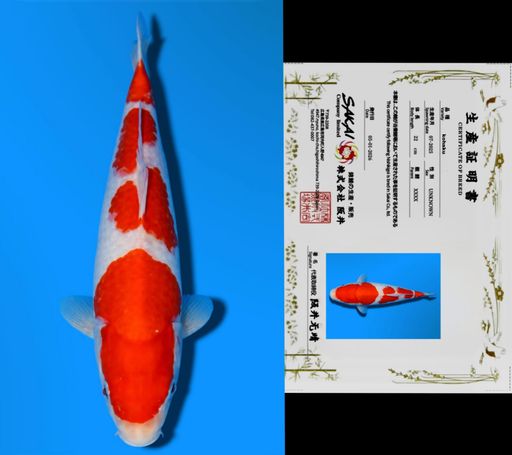 YONDAN KOHAKU SAKAI CO LTD KOI FARM 25cm