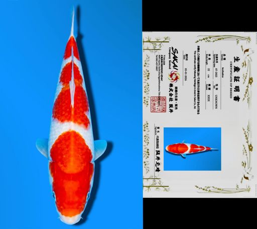 SANDAN KOHAKU SAKAI CO LTD KOI FARM 24cm