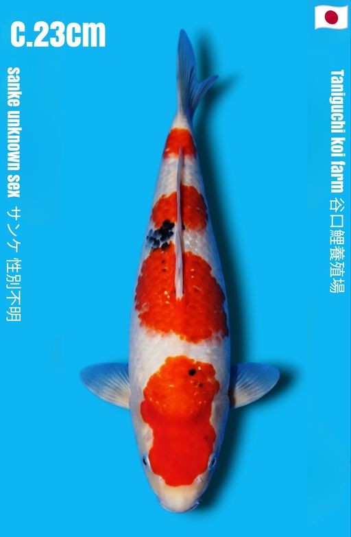 SANKE TANIGUCHI KOI FARM YONDAN STEP TATEGOI STRONG BODY TEBAL CALON JUMBO 23cm