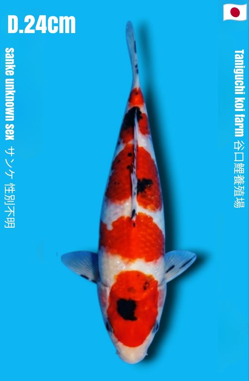 SANKE TANIGUCHI KOI FARM GODAN STEP TATEGOI STRONG BODY TEBAL CALON JUMBO 24cm