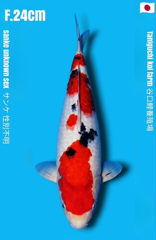 SANKE TANIGUCHI KOI FARM YONDAN STEP TATEGOI IDAMAN STRONG BODY TEBAL CALON JUMBO 24cm
