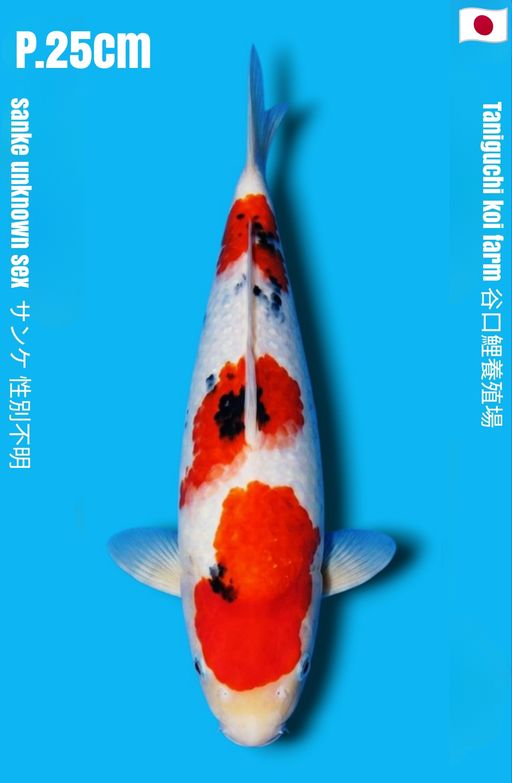 SANKE TANIGUCHI KOI FARM SANDAN PATERN PROSPEK STRONG BODY BENI HALUS SUPER WHITE CALON JUMBO 25cm