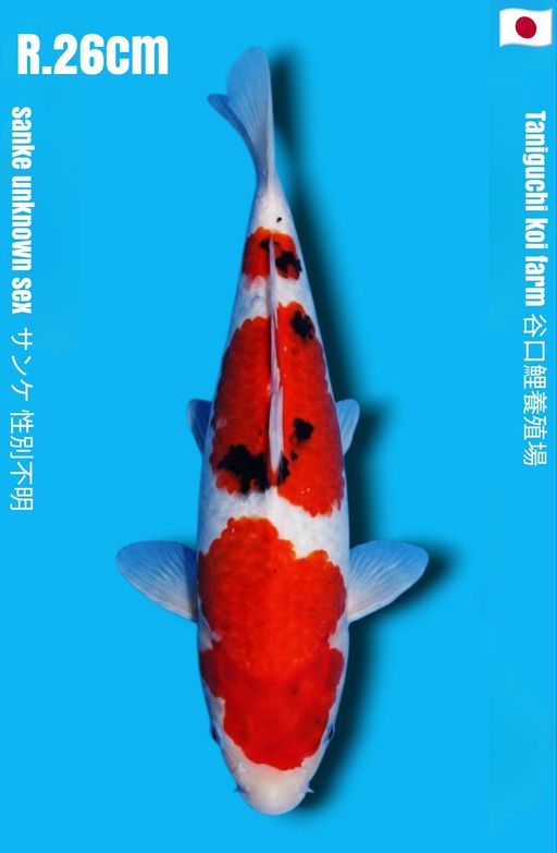 SANKE TANIGUCHI KOI FARM SANDAN PATERN PROSPEK STRONG BODY BENI HALUS CALON JUMBO 26cm