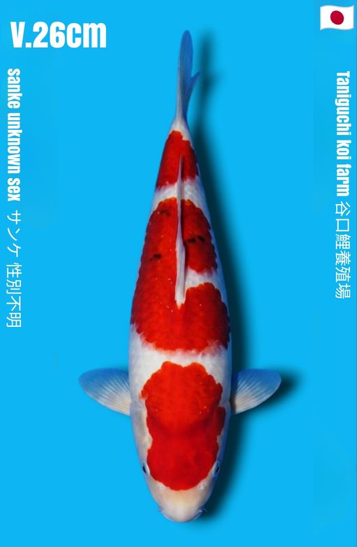 SANKE TANIGUCHI KOI FARM SANDAN PATERN PROSPEK STRONG BODY BENI HALUS CALON JUMBO 26cm