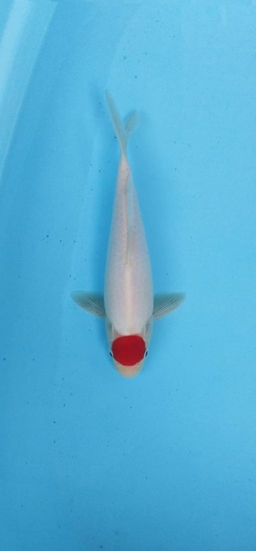 TANCHO KOHAKU PUTIH BERSIH TANPA ADA NODA BOCOR SEDIKITPUNTANCHONYA BESAR MERAH PEKAT 25cm