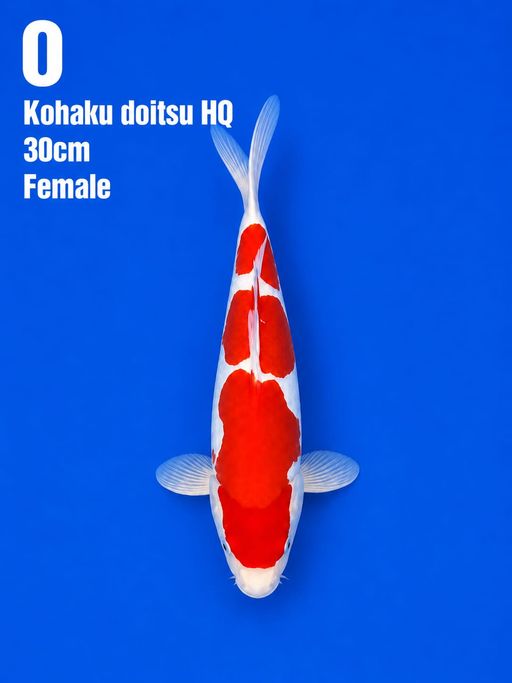 KOHAKU DOITSU 30cm