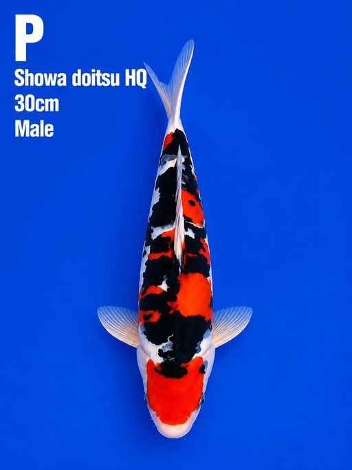 SHOWA DOITSU 30cm