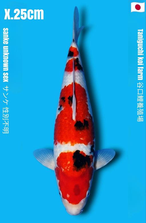SANKE TANIGUCHI KOI FARM VHQ 4 STEP STRONG BENI BODY TEBAL CALON JUMBO 25cm