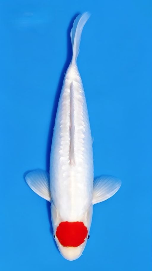 TANCHO ORI PUTIH BERSIH 30cm