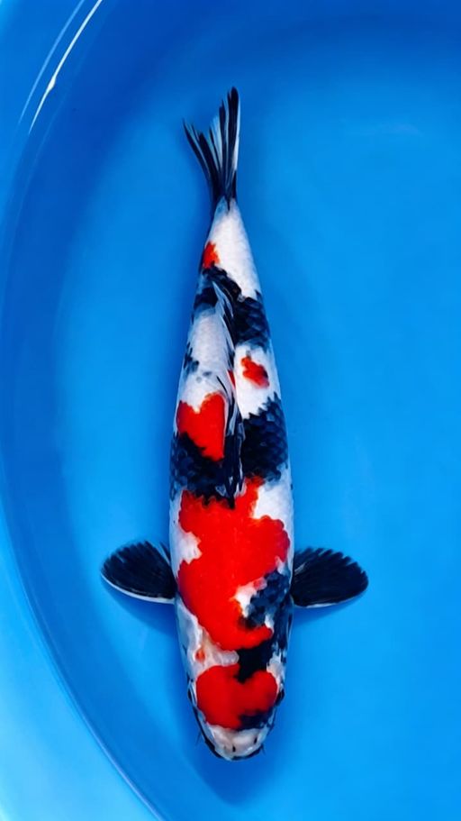MARUTEN MARUTEN KINDAI SHOWA 28cm