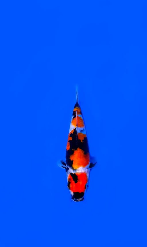 MARUTHEN SHOWA JOS21cm