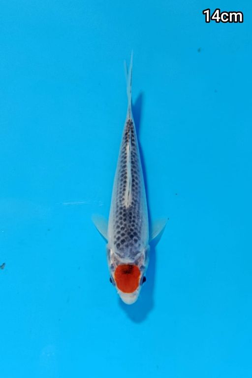TANCHO GHOSIKI 14cm