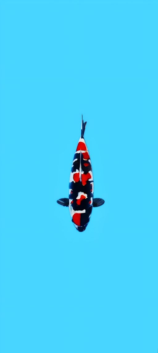 SHOWA DOITSU 35cm