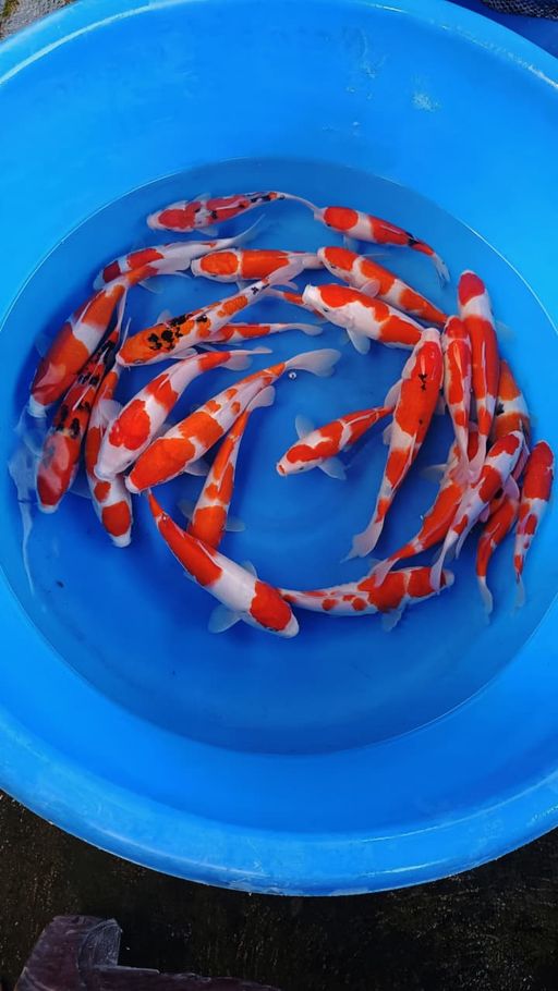 KOHAKU 2230cm