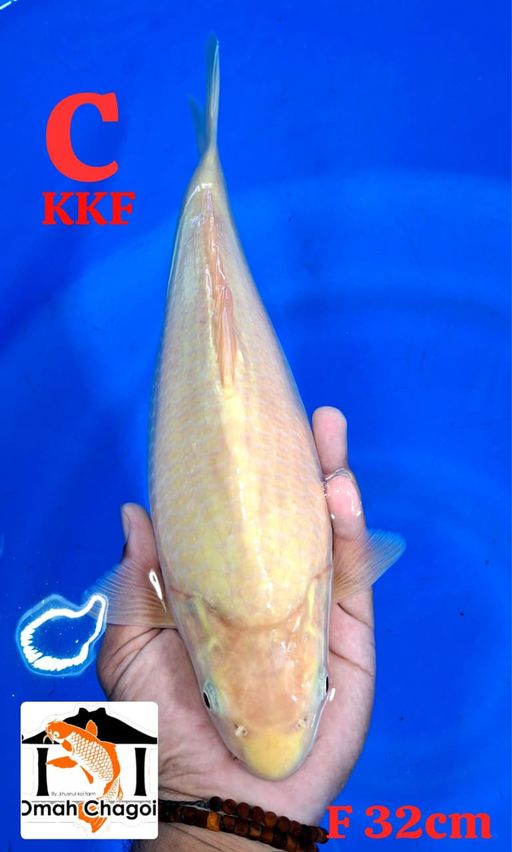 KARASI YELLOW MONKEY FEMALE 32cm
