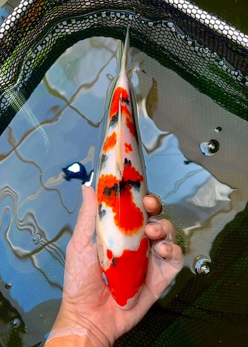SANKE SQ MERAH STRONG 31cm