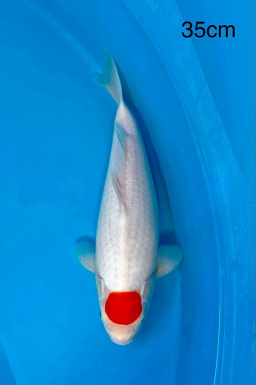 TANCHO KOHAKU BY SAKA KOI QUALITY 35cm
