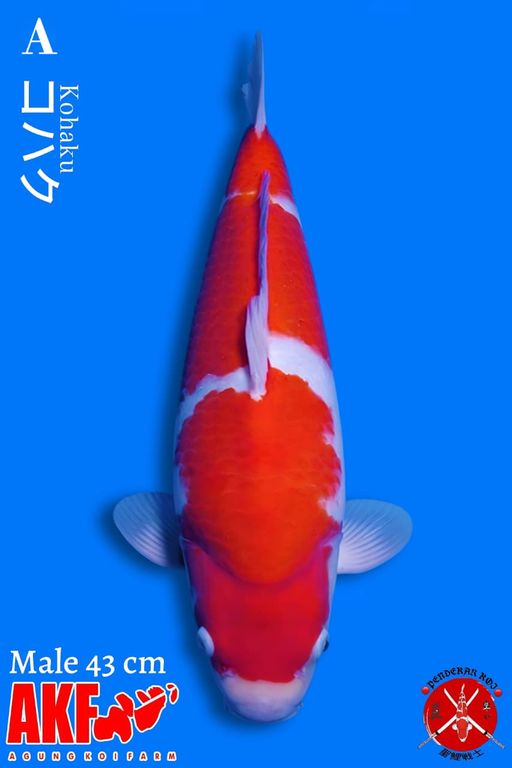 KOHAKU AKF 43cm