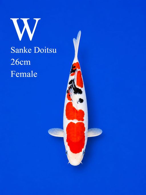 SANKE DOITSU QUALITY 26cm