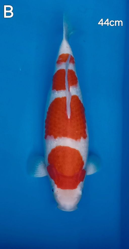 KOHAKU AKF 44cm