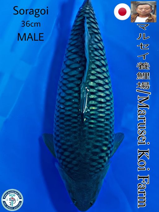 SUPERB SORAGOI IMPORT FROM MARUSEI KOI FARM 36cm