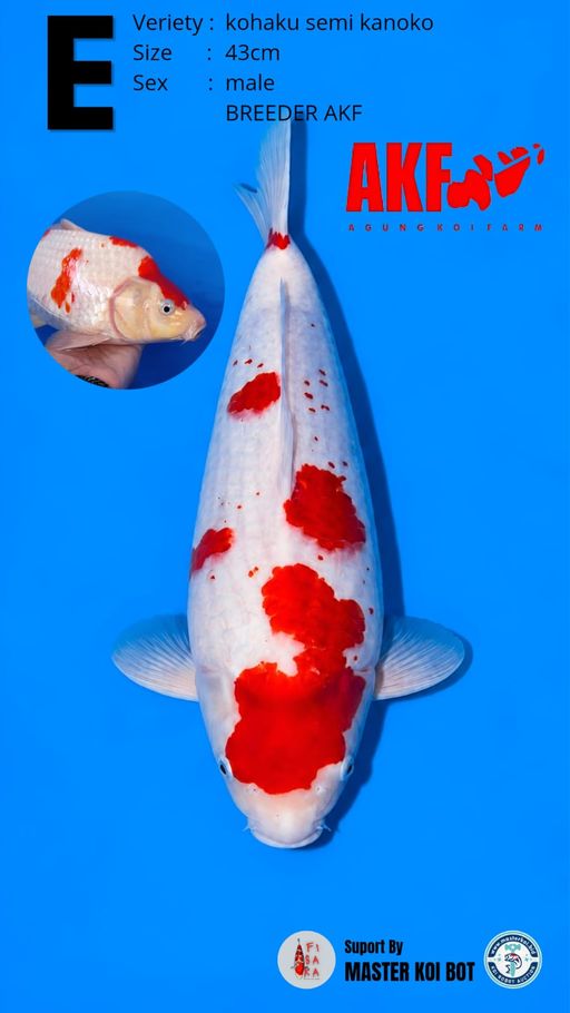 RARE KOHAKU SEMI KANOKO 43cm