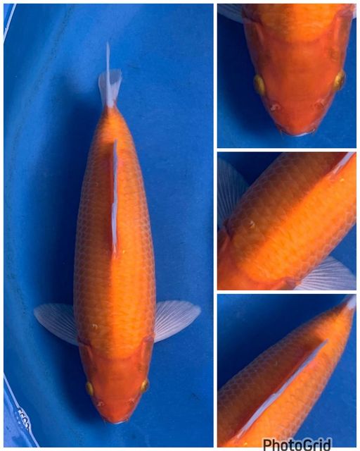 BENIGOI LINE OGATA MALE 35cm