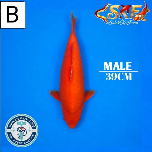 BENIGOI 39cm