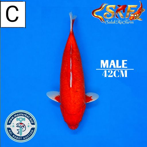 BENIGOI 42cm
