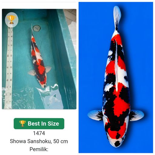 SHOWA SANSHOKU SUPER KUALITAS 52cm