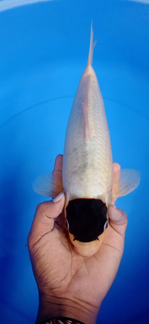 TANCOBUDO GOROMO SIZE 33cm