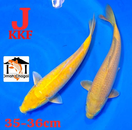 PAKET 2 EKOR SIZE 3536cm