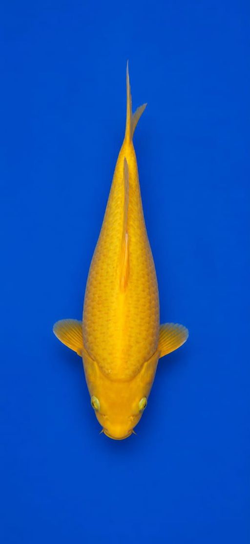 KARASI MUNUK 30cm