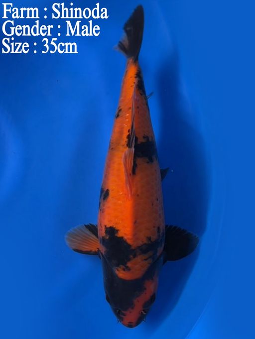 TOSAI HIUTSURI SHINODA 35cm