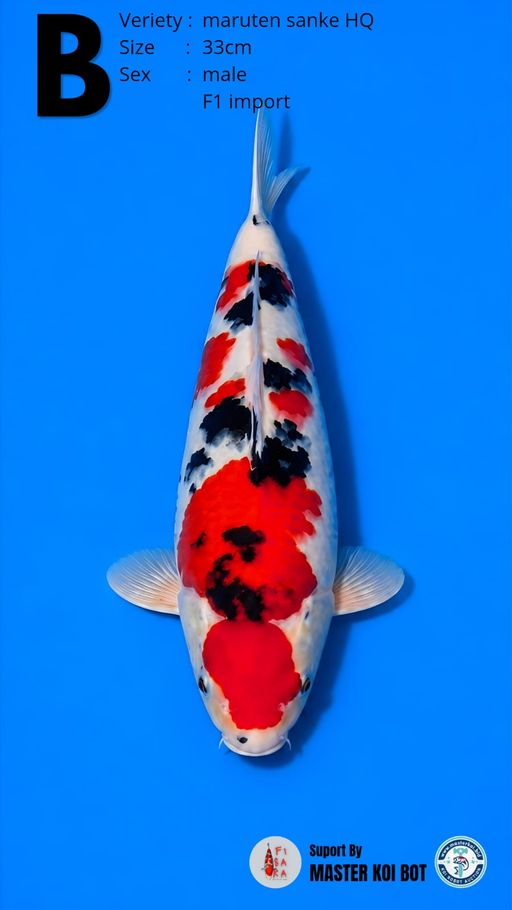 MARUTEN SANKE F1 33cm