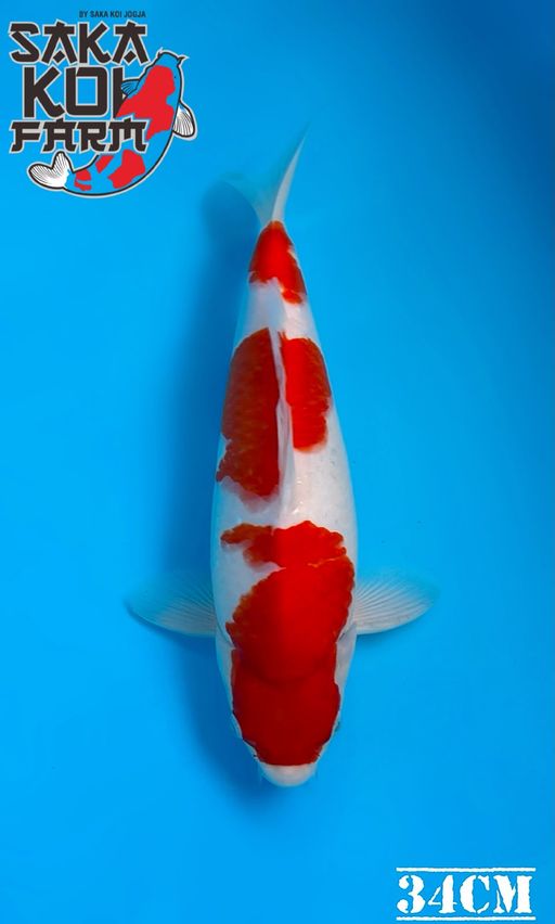 KOHAKU BREED BY SAKA KOI JOGJA 34cm