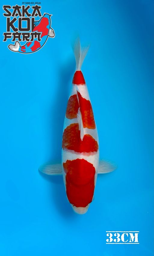 KOHAKU BREED BY SAKA KOI JOGJA 33cm