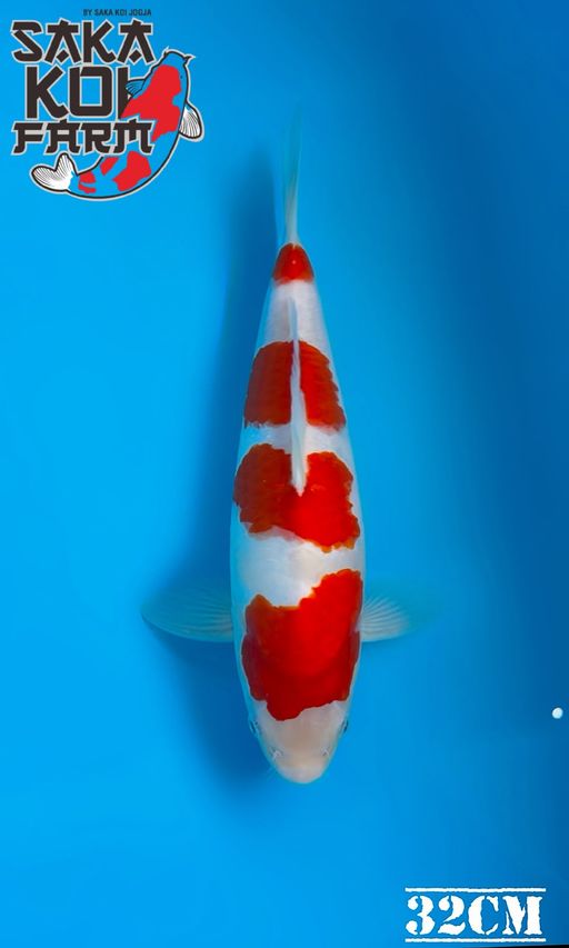 KOHAKU BREED BY SAKA KOI JOGJA 32cm
