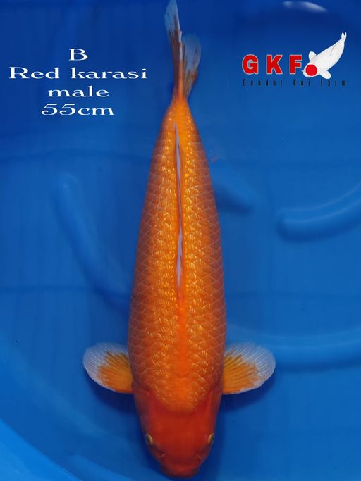 RED KARASI 55cm