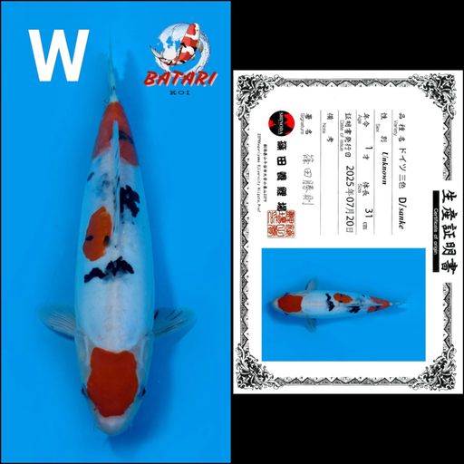SANKE DOITSU SHINODA 31cm