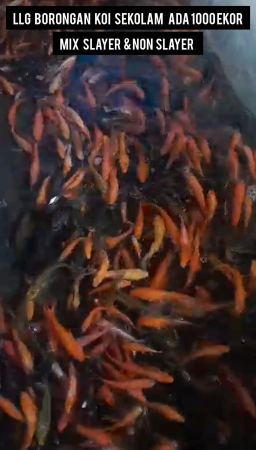 LLG BORONGAN KOI SEKOLAM ADA 1000 EKOR SLAYER DAN NON SLAYER MIX LOKASI IKAN DI NGANJUK 613cm