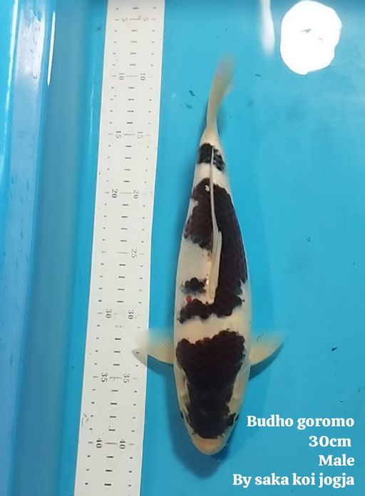 BUDHO GOROMO BY SAKA KOI JOGJA 30cm