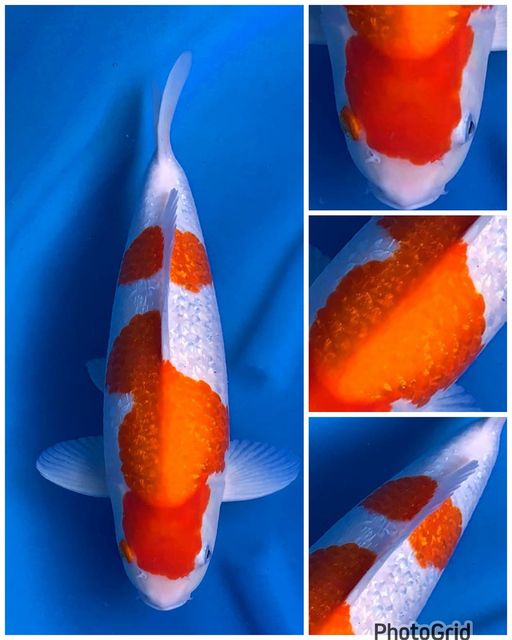 KOHAKU GINDRIN PUNUK BERSIH MALE 40cm