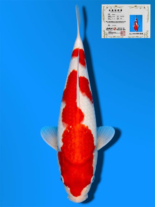 HQ KOHAKU SAKAI CO LTD KOI FARM 27cm