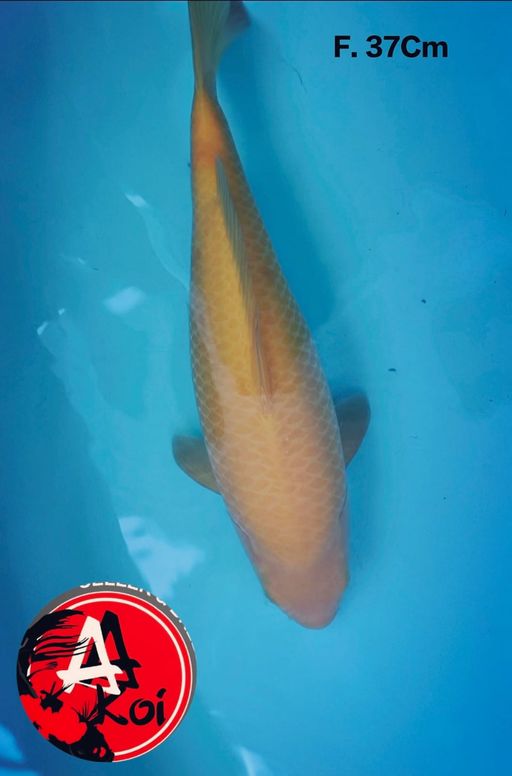 KARASHI MANGO BODYBULKY 37cm