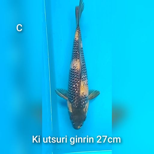 KI UTSURI GINRIN 27cm