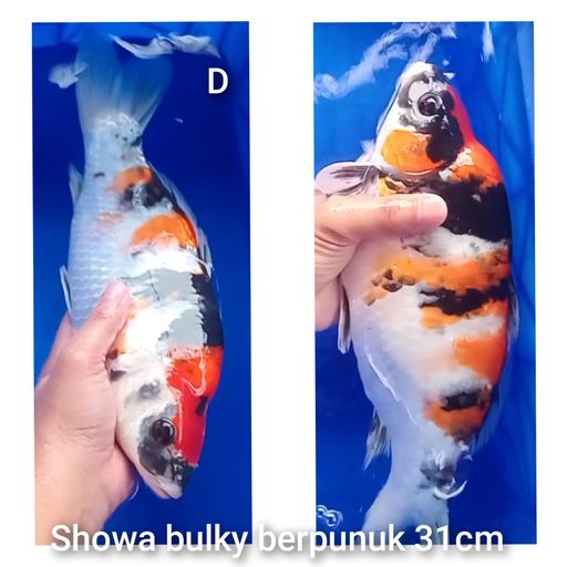 SHOWA 31cm